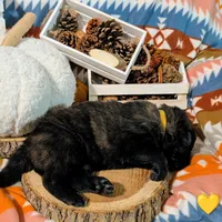 Yellow Collar, a male German Shepherd Dog for sale in Richmond, KY – Photo 4 of 10