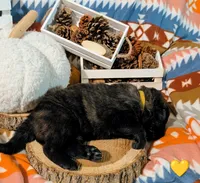 Yellow Collar, a male German Shepherd Dog for sale in Richmond, KY – Photo 4 of 10