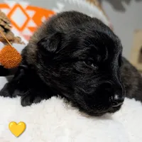 Yellow Collar, a male German Shepherd Dog for sale in Richmond, KY – Photo 5 of 10