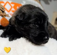 Yellow Collar, a male German Shepherd Dog for sale in Richmond, KY – Photo 5 of 10