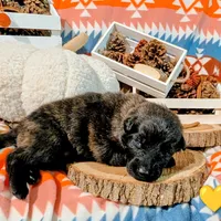 Yellow Collar, a male German Shepherd Dog for sale in Richmond, KY – Photo 2 of 10