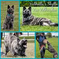 Yellow Collar, a male German Shepherd Dog for sale in Richmond, KY – Photo 9 of 10