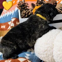 Yellow Collar, a male German Shepherd Dog for sale in Richmond, KY – Photo 8 of 10