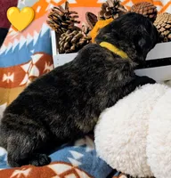 Yellow Collar, a male German Shepherd Dog for sale in Richmond, KY – Photo 8 of 10