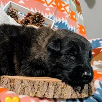 Yellow Collar, a male German Shepherd Dog for sale in Richmond, KY – Photo 3 of 10