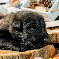 Yellow Collar, a male German Shepherd Dog for sale in Richmond, KY – Photo 1 of 10
