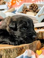 Yellow Collar, a male German Shepherd Dog for sale in Richmond, KY – Photo 1 of 10