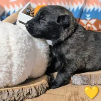 Yellow Collar, a male German Shepherd Dog for sale in Richmond, KY – Photo 7 of 10