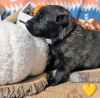 Yellow Collar, a male German Shepherd Dog for sale in Richmond, KY – Photo 7 of 10