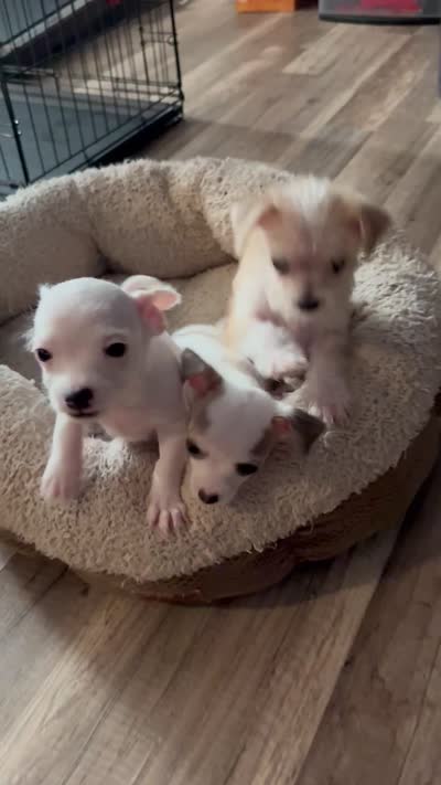 Legend , a male Chihuahua for sale in Hampton, VA – 5 of 5
