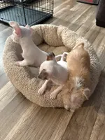 Legend , a male Chihuahua for sale in Hampton, VA – 4 of 5