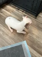 Jewel, a female Chihuahua for sale in Hampton, VA – 2 of 3