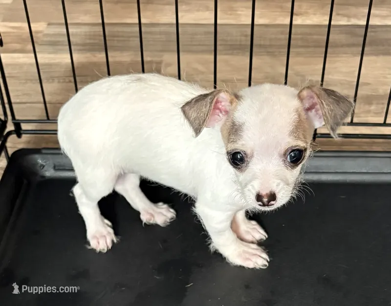 Jewel – Chihuahua puppy for sale in Hampton, VA