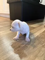Legend , a male Chihuahua for sale in Hampton, VA – 2 of 5