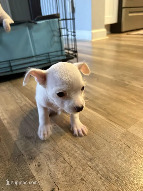 Legend  – Chihuahua puppy for sale in Hampton, VA
