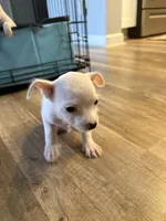 Legend , a male Chihuahua for sale in Hampton, VA – 1 of 5