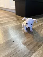 Legend , a male Chihuahua for sale in Hampton, VA – 3 of 5