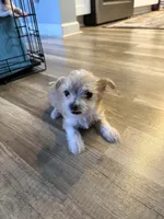 Choice, a female Chihuahua for sale in Hampton, VA – 2 of 4