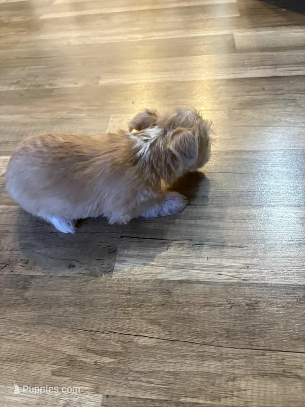 Choice – Chihuahua puppy for sale in Hampton, VA