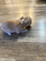 Choice, a female Chihuahua for sale in Hampton, VA – 1 of 4