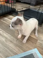 Jewel, a female Chihuahua for sale in Hampton, VA – 3 of 3