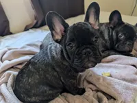 Rambo AKC French Bulldog puppy DOB 03/29/26, a male French Bulldog for sale in Orlando, FL – 5 of 5