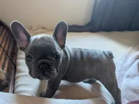 Bloo AKC French Bulldog Puppy DOB 03/29/26, a female French Bulldog for sale in Orlando, FL – 3 of 10