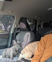 Bloo AKC French Bulldog Puppy DOB 03/29/26, a female French Bulldog for sale in Orlando, FL – 7 of 10