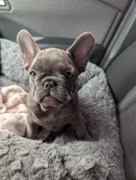 Bloo AKC French Bulldog Puppy DOB 03/29/26, a female French Bulldog for sale in Orlando, FL – 2 of 10
