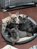 Coco AKC French Bulldog Puppy DOB 03/29/26, a female French Bulldog for sale in Orlando, FL – 4 of 4