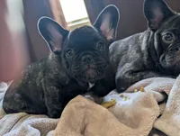 Rambo AKC French Bulldog puppy DOB 03/29/26, a male French Bulldog for sale in Orlando, FL – 4 of 5