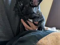 Rambo AKC French Bulldog puppy DOB 03/29/26, a male French Bulldog for sale in Orlando, FL – 2 of 5