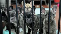 Bloo AKC French Bulldog Puppy DOB 03/29/26, a female French Bulldog for sale in Orlando, FL – 4 of 10