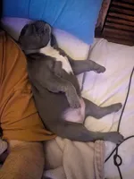 Bandade AKC French Bulldog Puppy DOB 03/29/26, a female French Bulldog for sale in Orlando, FL – 3 of 5