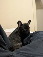 Coco AKC French Bulldog Puppy DOB 03/29/26, a female French Bulldog for sale in Orlando, FL – 2 of 4