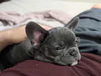 Bandade AKC French Bulldog Puppy DOB 03/29/26, a female French Bulldog for sale in Orlando, FL – 2 of 5