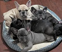Bloo AKC French Bulldog Puppy DOB 03/29/26, a female French Bulldog for sale in Orlando, FL – 5 of 10