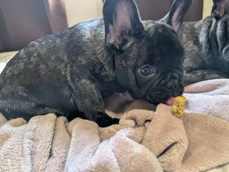Rambo AKC French Bulldog puppy DOB 03/29/26 – French Bulldog puppy for sale in Orlando, FL