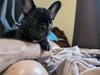 Rambo AKC French Bulldog puppy DOB 03/29/26, a male French Bulldog for sale in Orlando, FL – 3 of 5