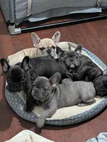 Bloo AKC French Bulldog Puppy DOB 03/29/26, a female French Bulldog for sale in Orlando, FL – 8 of 10