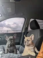 Bloo AKC French Bulldog Puppy DOB 03/29/26, a female French Bulldog for sale in Orlando, FL – 9 of 10