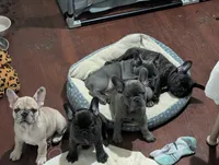 Coco AKC French Bulldog Puppy DOB 03/29/26, a female French Bulldog for sale in Orlando, FL – 3 of 4