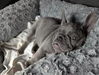 Bloo AKC French Bulldog Puppy DOB 03/29/26, a female French Bulldog for sale in Orlando, FL – 6 of 10