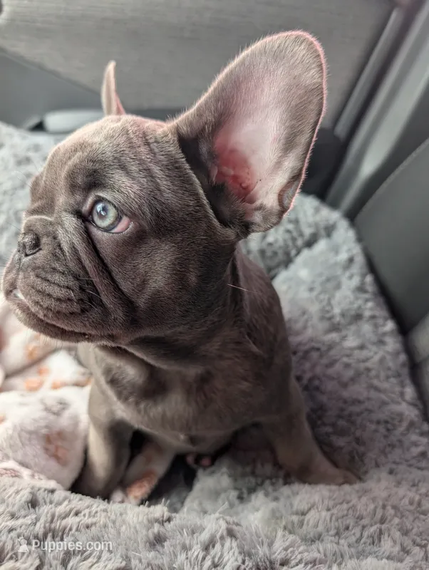 Bloo AKC French Bulldog Puppy DOB 03/29/26 – French Bulldog puppy for sale in Orlando, FL