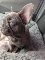 Bloo AKC French Bulldog Puppy DOB 03/29/26, a female French Bulldog for sale in Orlando, FL – 1 of 10