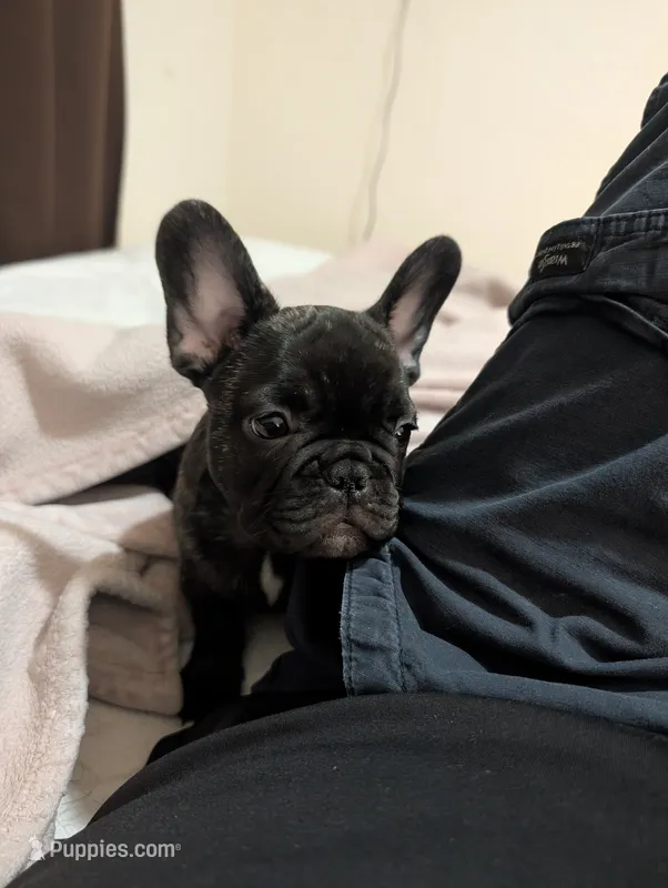 Coco AKC French Bulldog Puppy DOB 03/29/26, a female French Bulldog for sale in Orlando, FL – 1 of 4