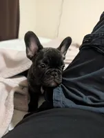 Coco AKC French Bulldog Puppy DOB 03/29/26, a female French Bulldog for sale in Orlando, FL – 1 of 4