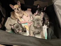 Bandade AKC French Bulldog Puppy DOB 03/29/26, a female French Bulldog for sale in Orlando, FL – 5 of 5