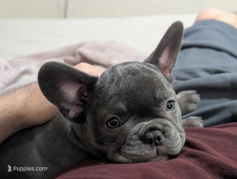 Bandade AKC French Bulldog Puppy DOB 03/29/26 – French Bulldog puppy for sale in Orlando, FL