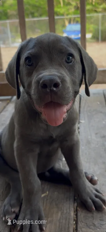 Brando – Cane Corso puppy for sale in Interlachen, FL